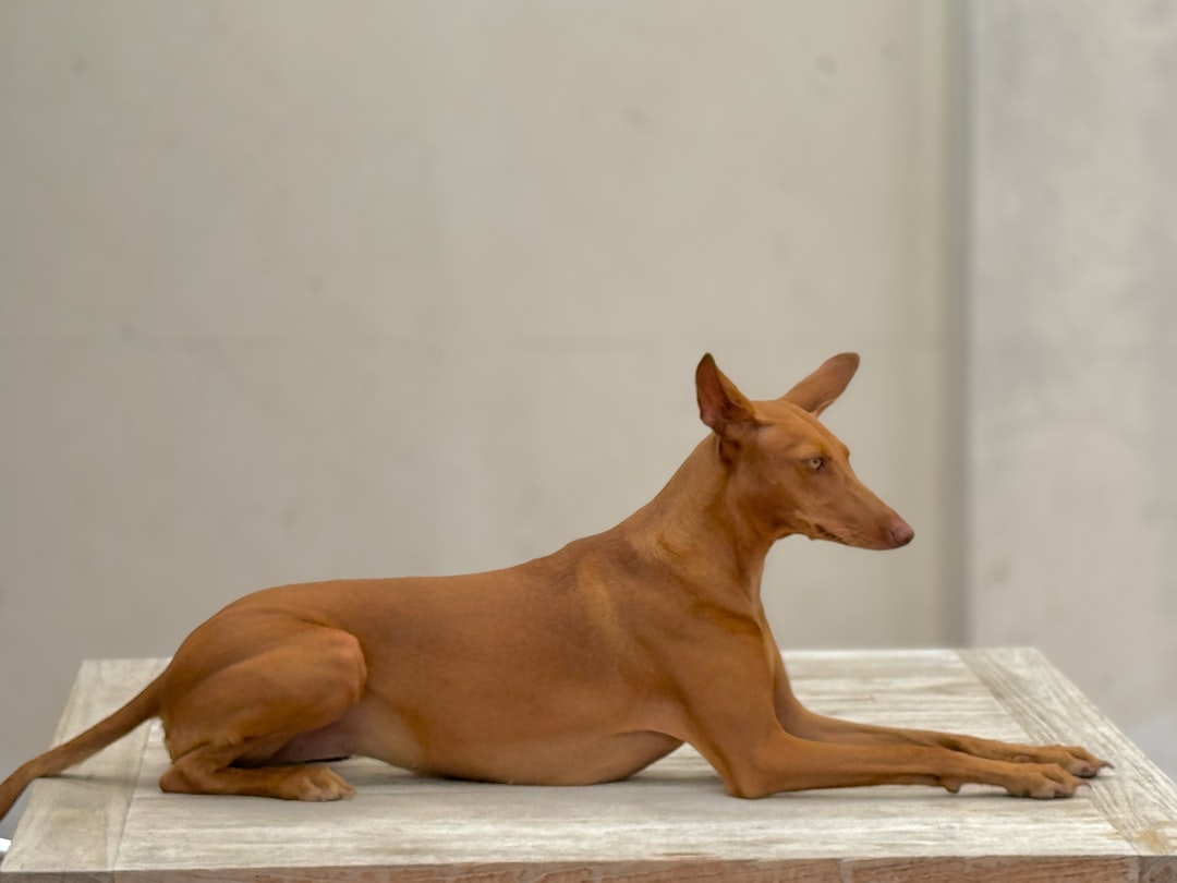 Plemená psov - poznáš ich všetky?