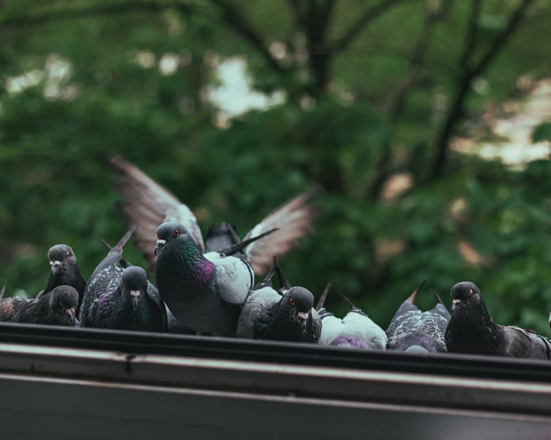 Zvieratá v meste: Kvíz o líškach, ježkoch a mestských parkoch