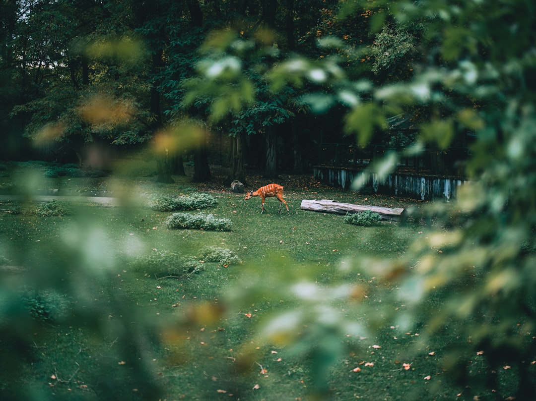 Kto je kráľ rýchlosti a kto váhy? Otestuj sa v kvíze z rekordov zvieracej ríše