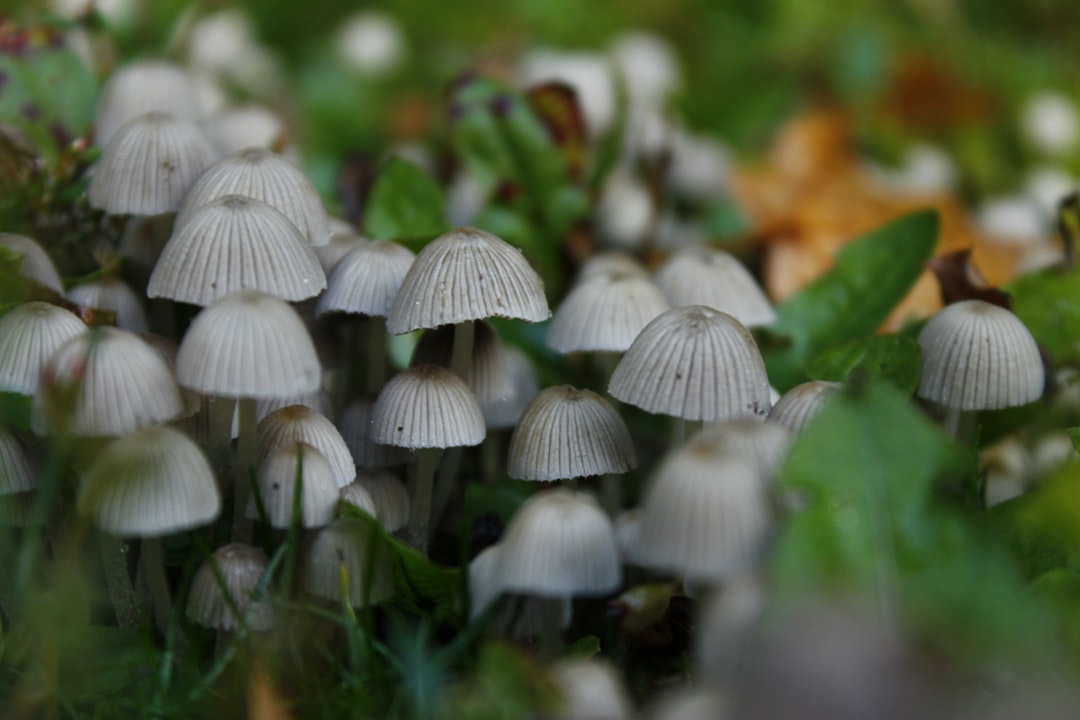 Drogy a psychoaktívne látky: Zvládneš základný kvíz o rizikách?