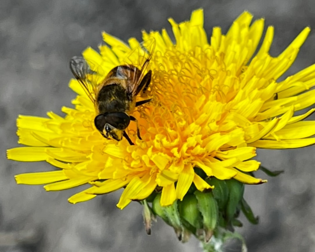 Otestujte sa: Opelenie a úroda – kto opeľuje čo a prečo na tom záleží